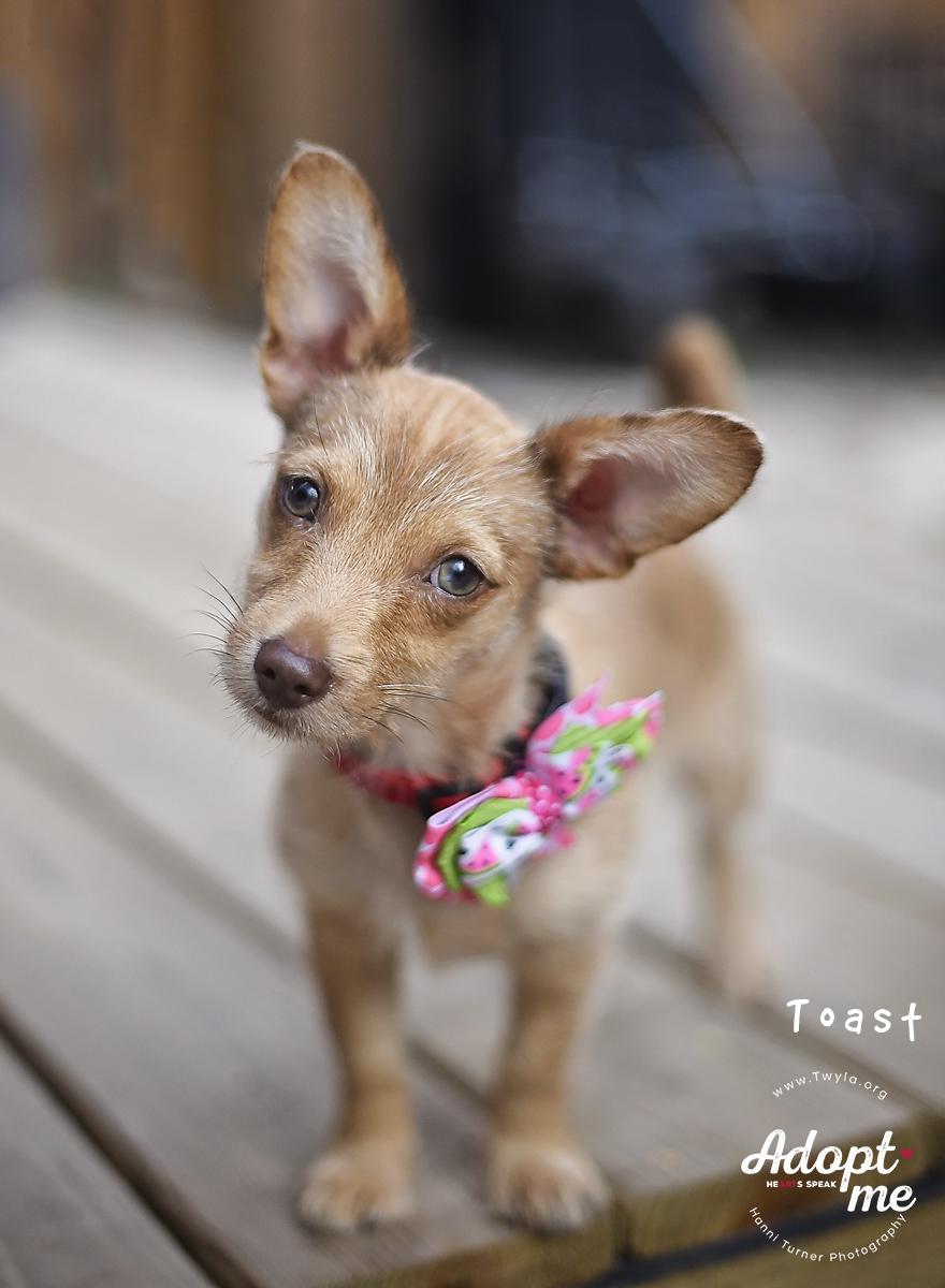 Toast, ADOPTABLE, Puppy Female Chihuahua & Dachshund.