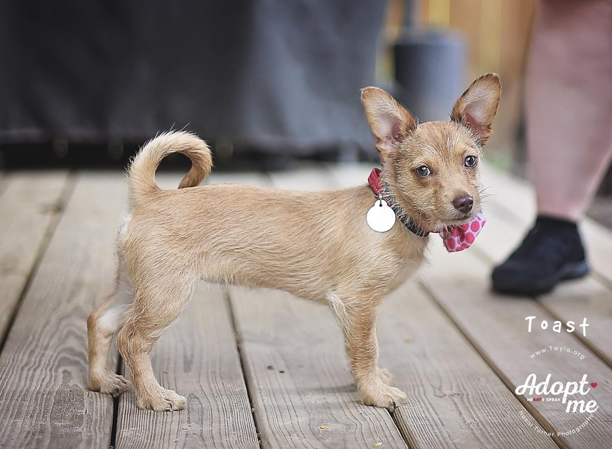 Enlarge Toast, a ADOPTABLE mixed breed in Kingwood, TX image 5/6