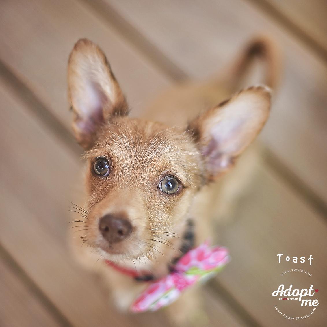 Enlarge Toast, a ADOPTABLE mixed breed in Kingwood, TX image 2/6