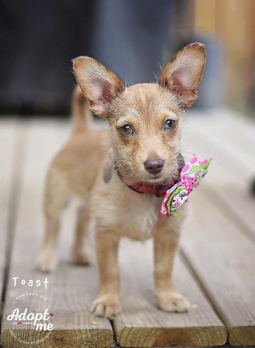 Enlarge Toast, a ADOPTABLE mixed breed in Kingwood, TX image 3/6