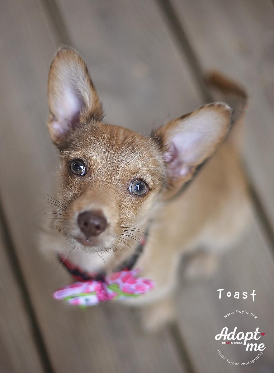 Enlarge Toast, a ADOPTABLE mixed breed in Kingwood, TX image 6/6