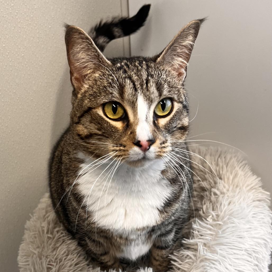 Enlarge Tac, a Adoptable mixed breed in North Battleford, SK image 1/6