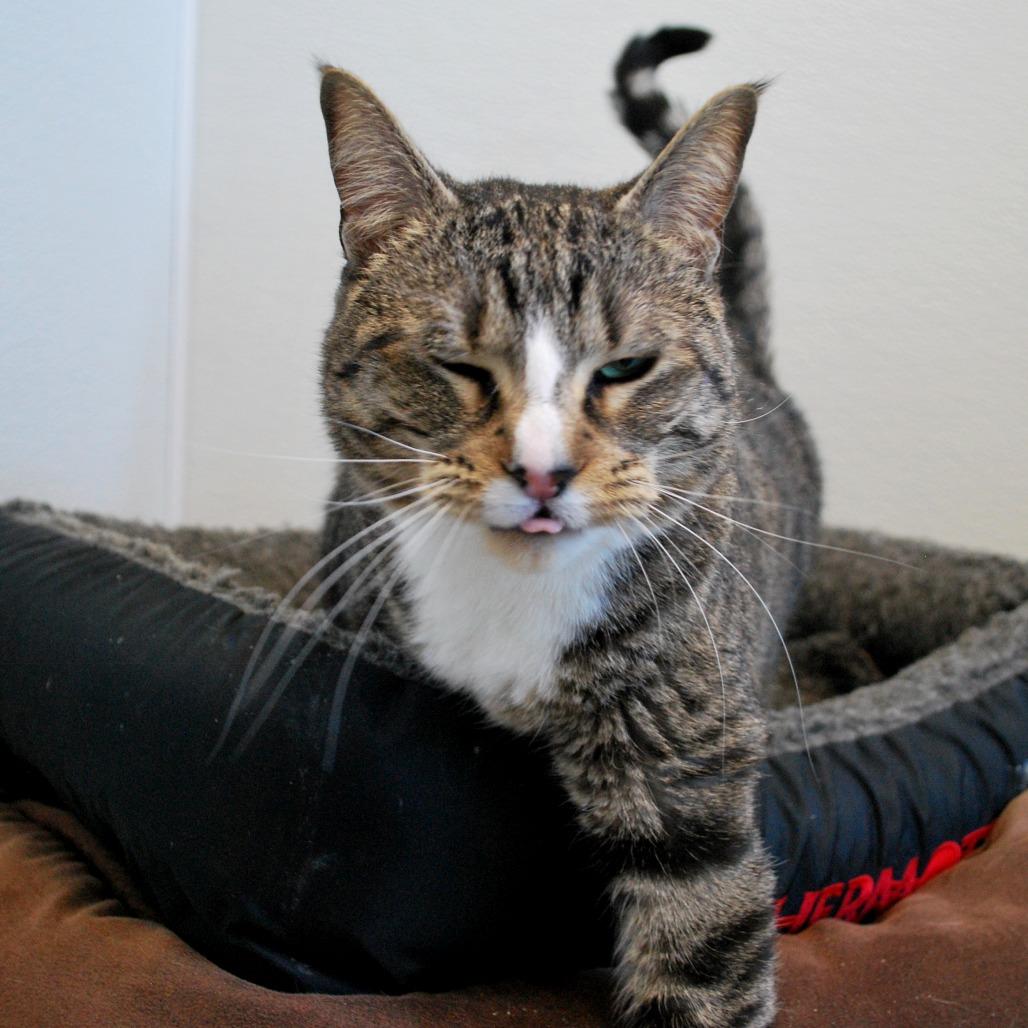 Tac, Adoptable, Adult Female Domestic Short Hair.