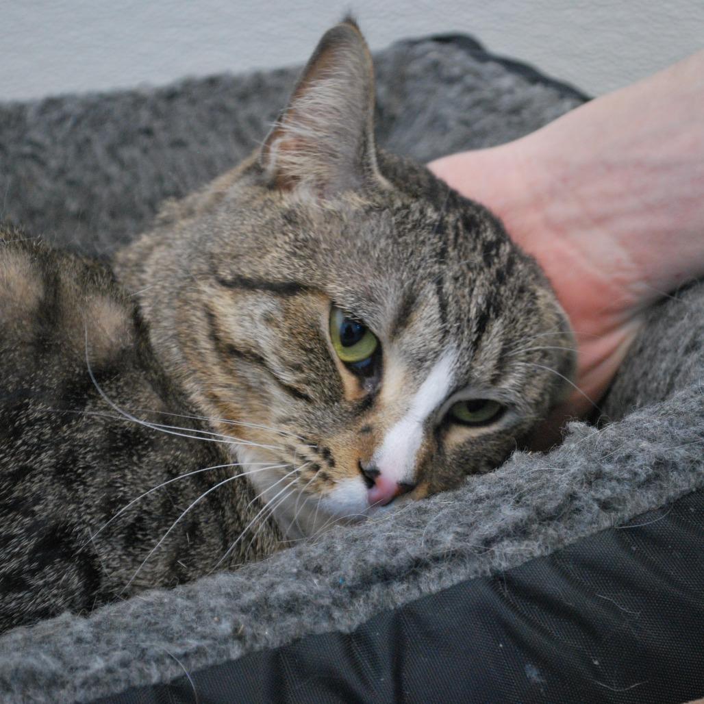 Enlarge Tac, a Adoptable mixed breed in North Battleford, SK image 2/6