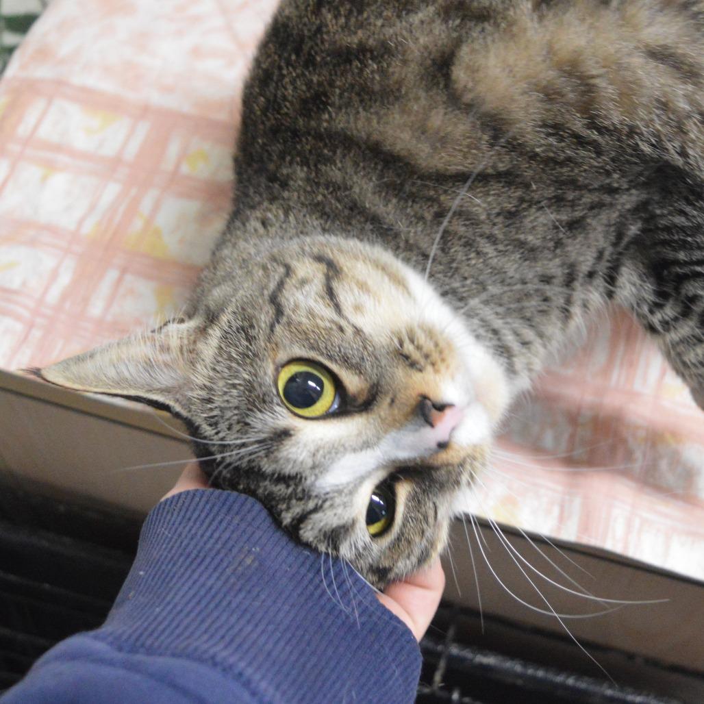 Enlarge Tac, a Adoptable mixed breed in North Battleford, SK image 3/6