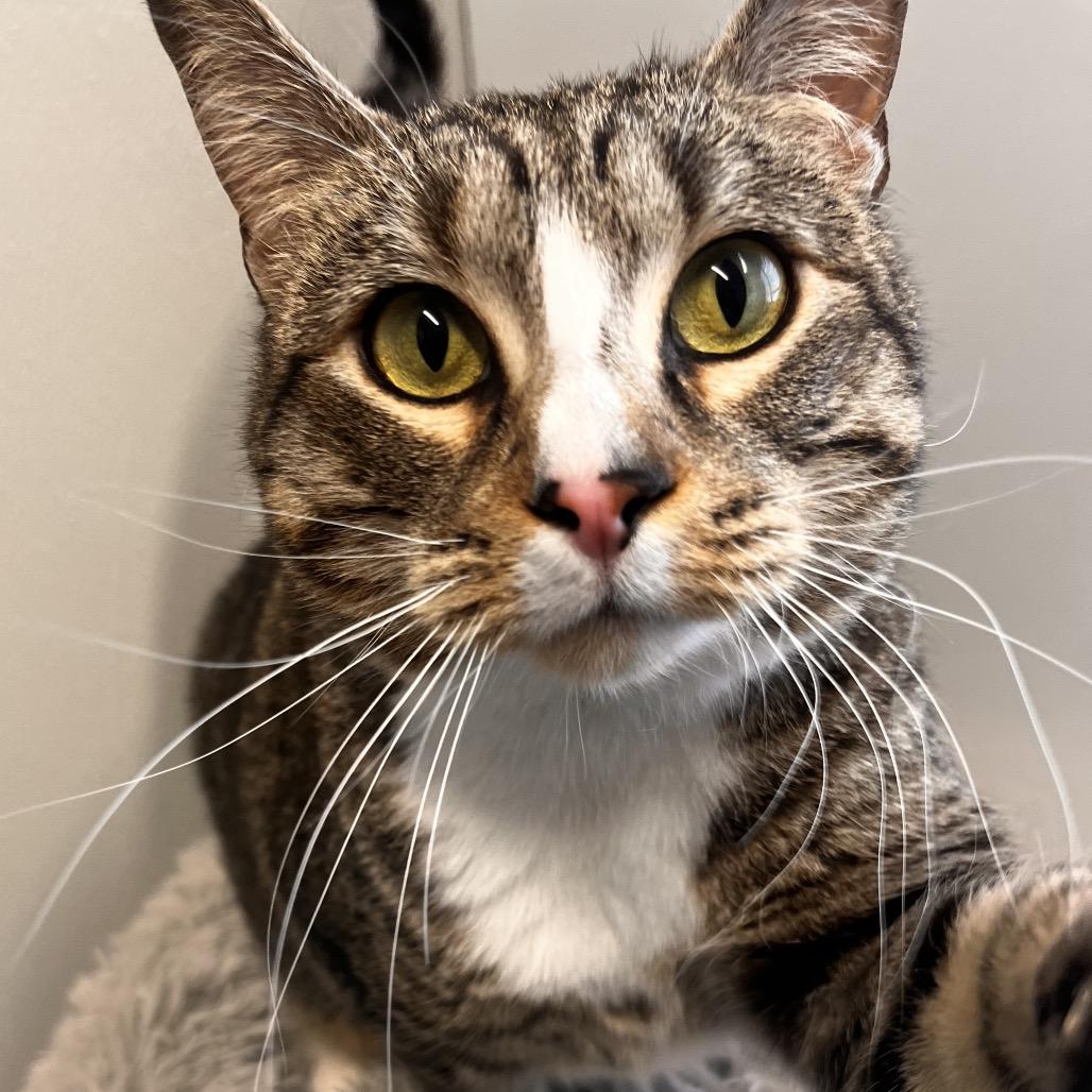 Enlarge Tac, a Adoptable mixed breed in North Battleford, SK image 4/6