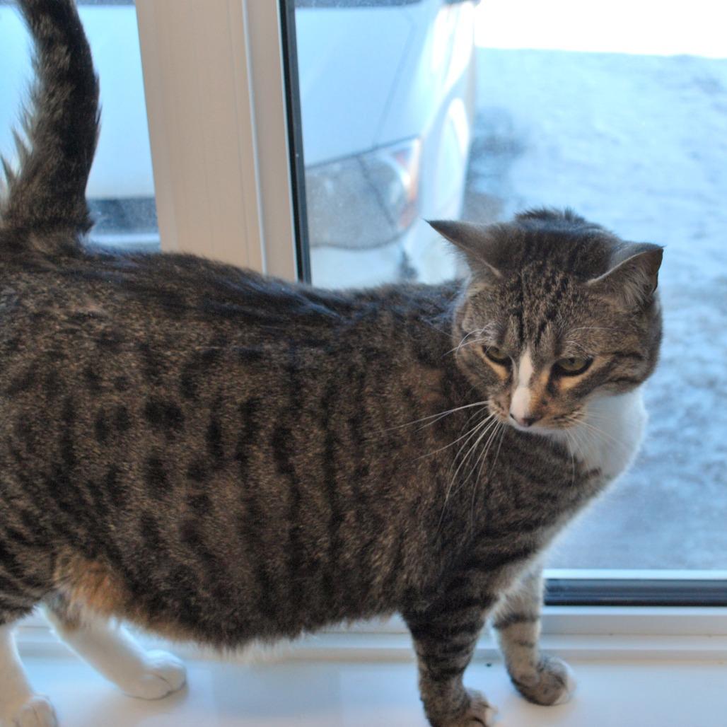 Enlarge Tac, a Adoptable mixed breed in North Battleford, SK image 4/6