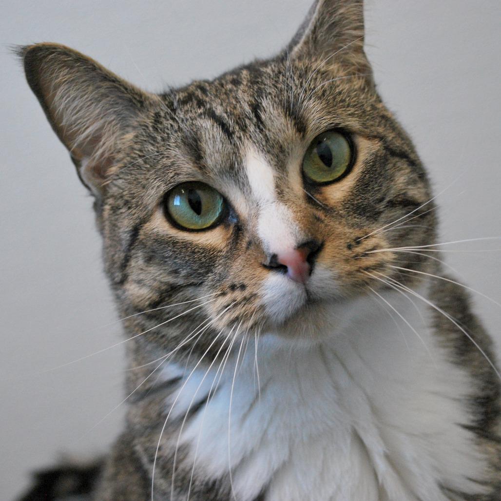 Enlarge Tac, a Adoptable mixed breed in North Battleford, SK image 5/6