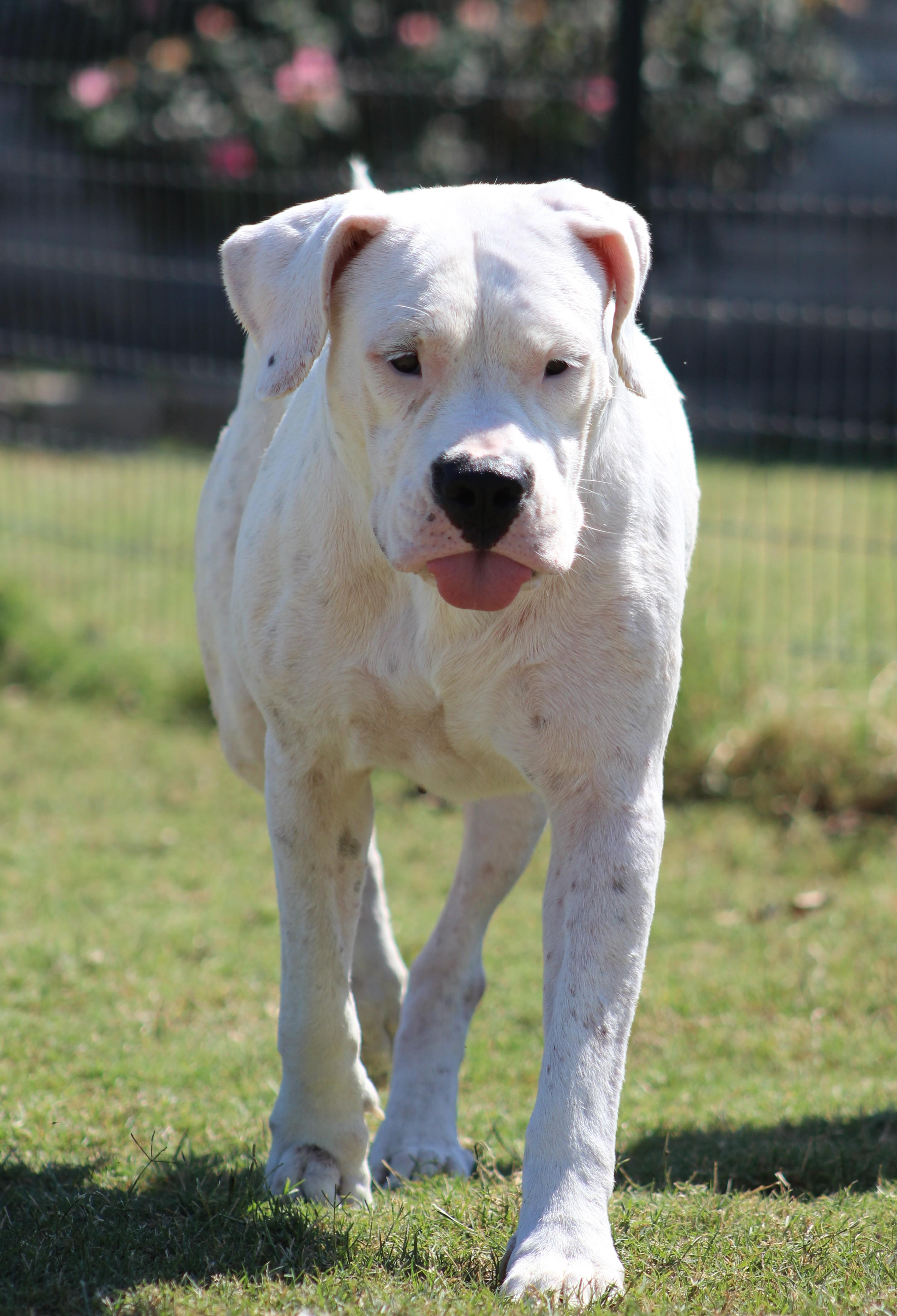 Bunnie XO, a Adoptable Dogo Argentino in Temple, TX image 1/6