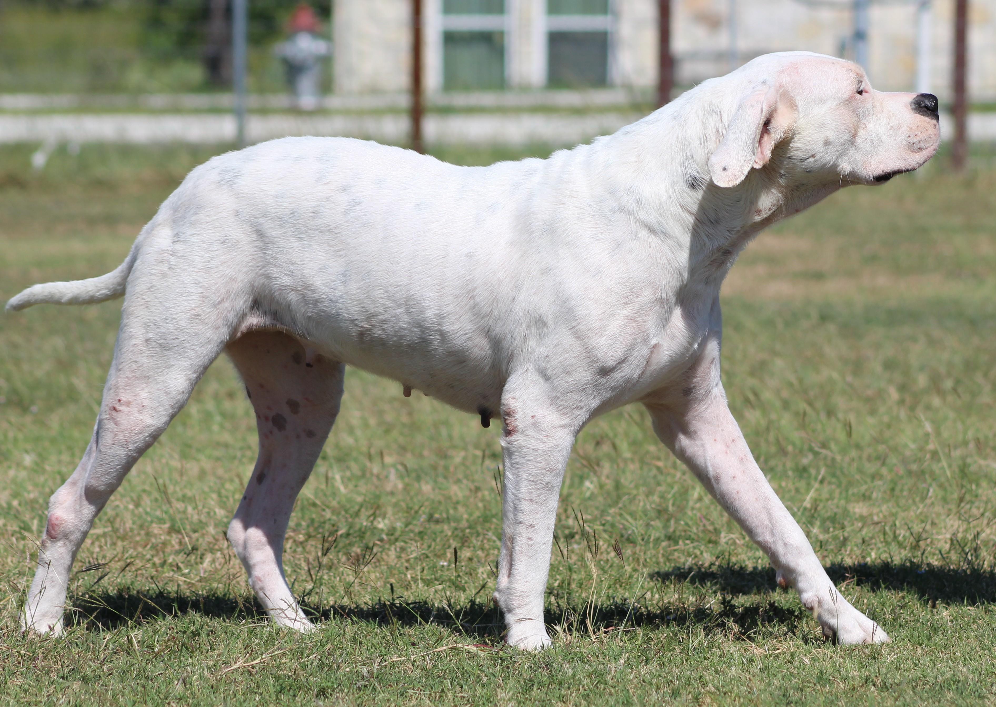Bunnie XO, a Adoptable Dogo Argentino in Temple, TX image 3/6