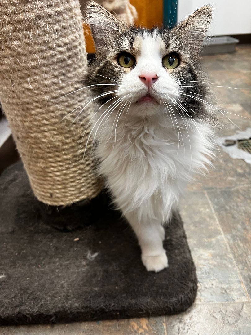 Lil Man, Adopted, Adult Male Domestic Long Hair.