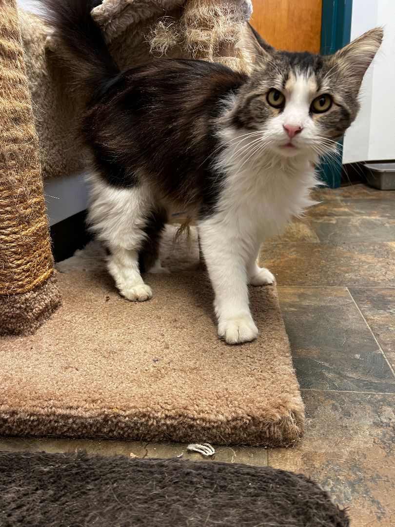 Lil Man, a Adopted mixed breed in Evansville, IN image 2/4