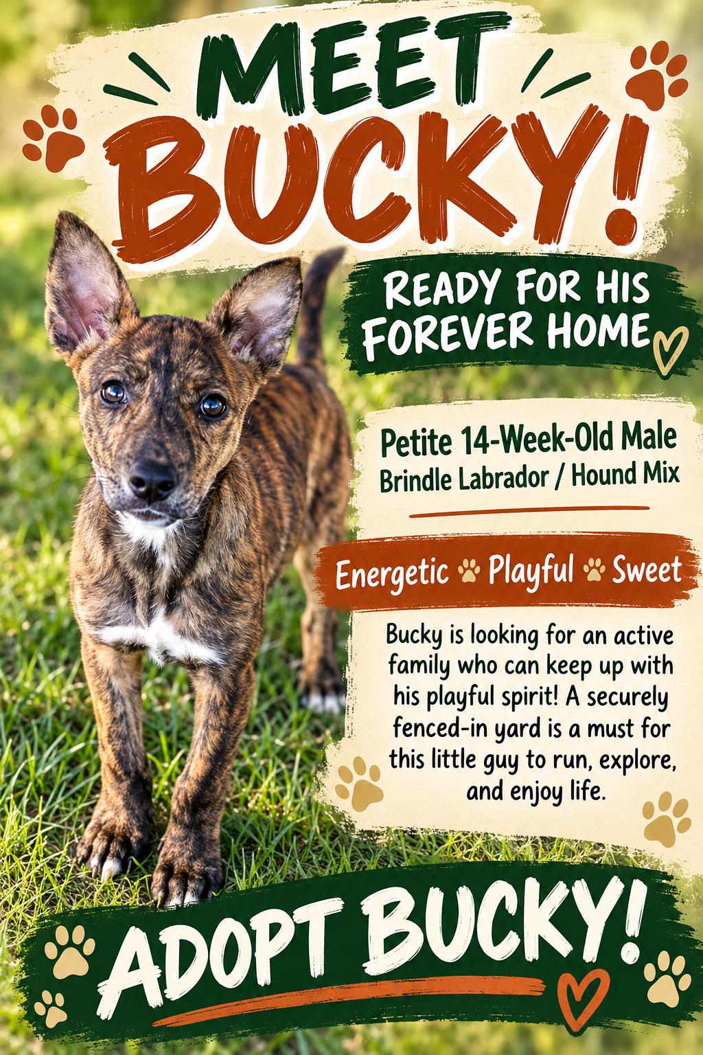 Enlarge Bucky, a Adoptable mixed breed in Totowa, NJ image 1/2