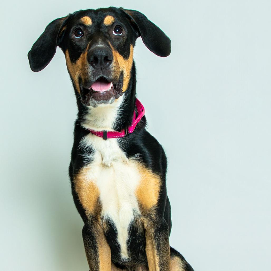 Ryana, Adoptable, Young Female Shepherd.