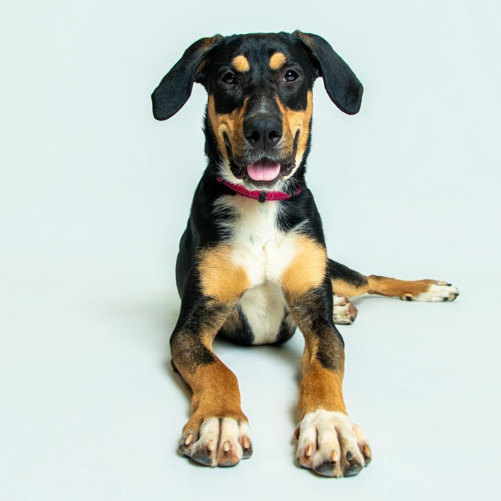 Enlarge Ryana, a Adoptable Shepherd in Knoxville, TN image 2/2