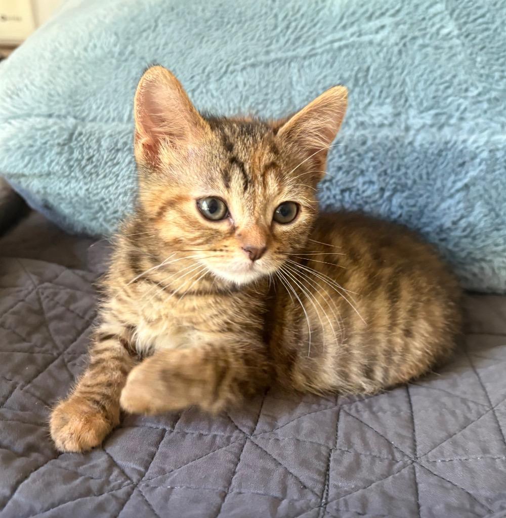 Tippy, Adoptable, Kitten Female Calico.
