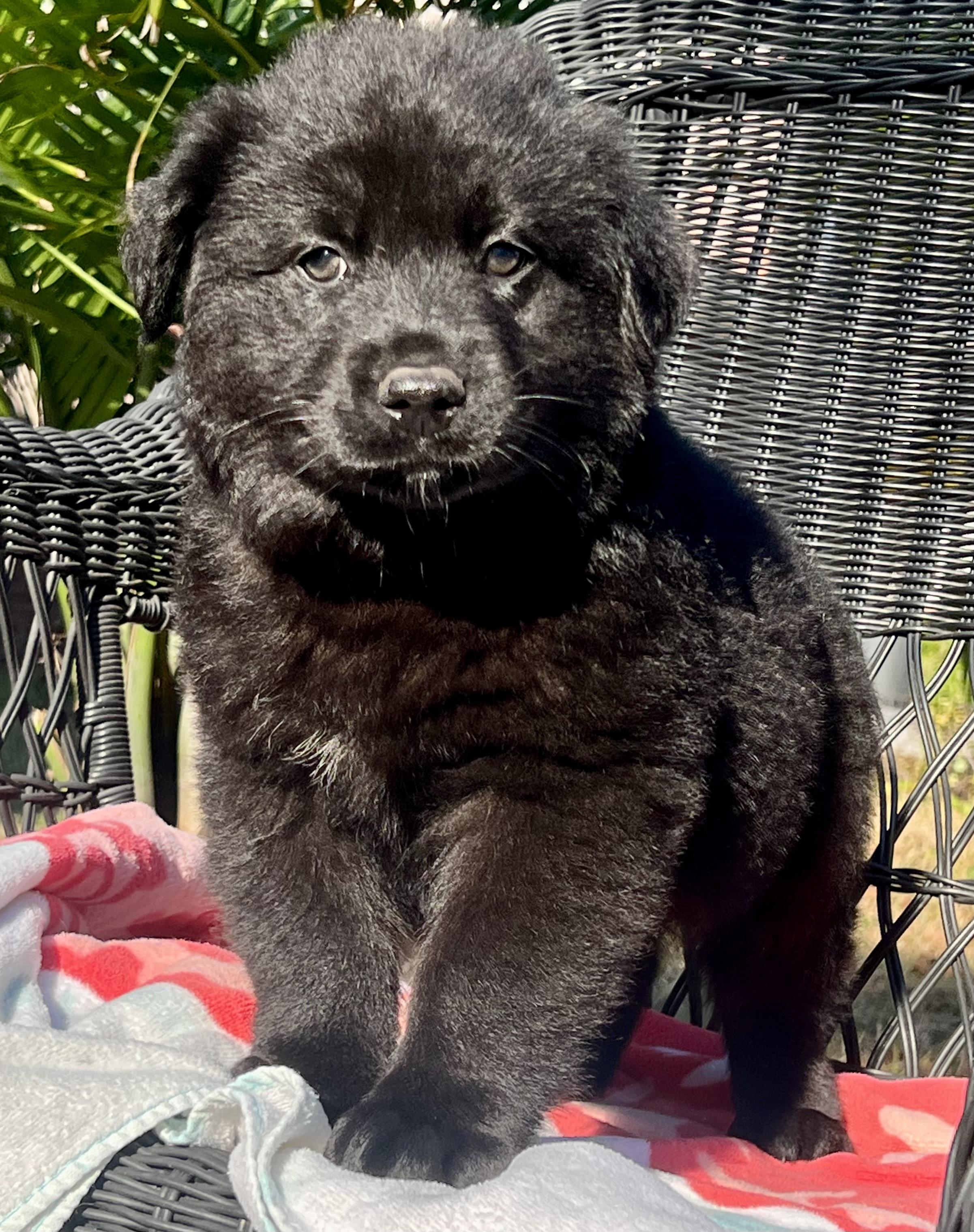 Enlarge Johnny, a ADOPTABLE mixed breed in Mt Pleasant, SC image 4/6