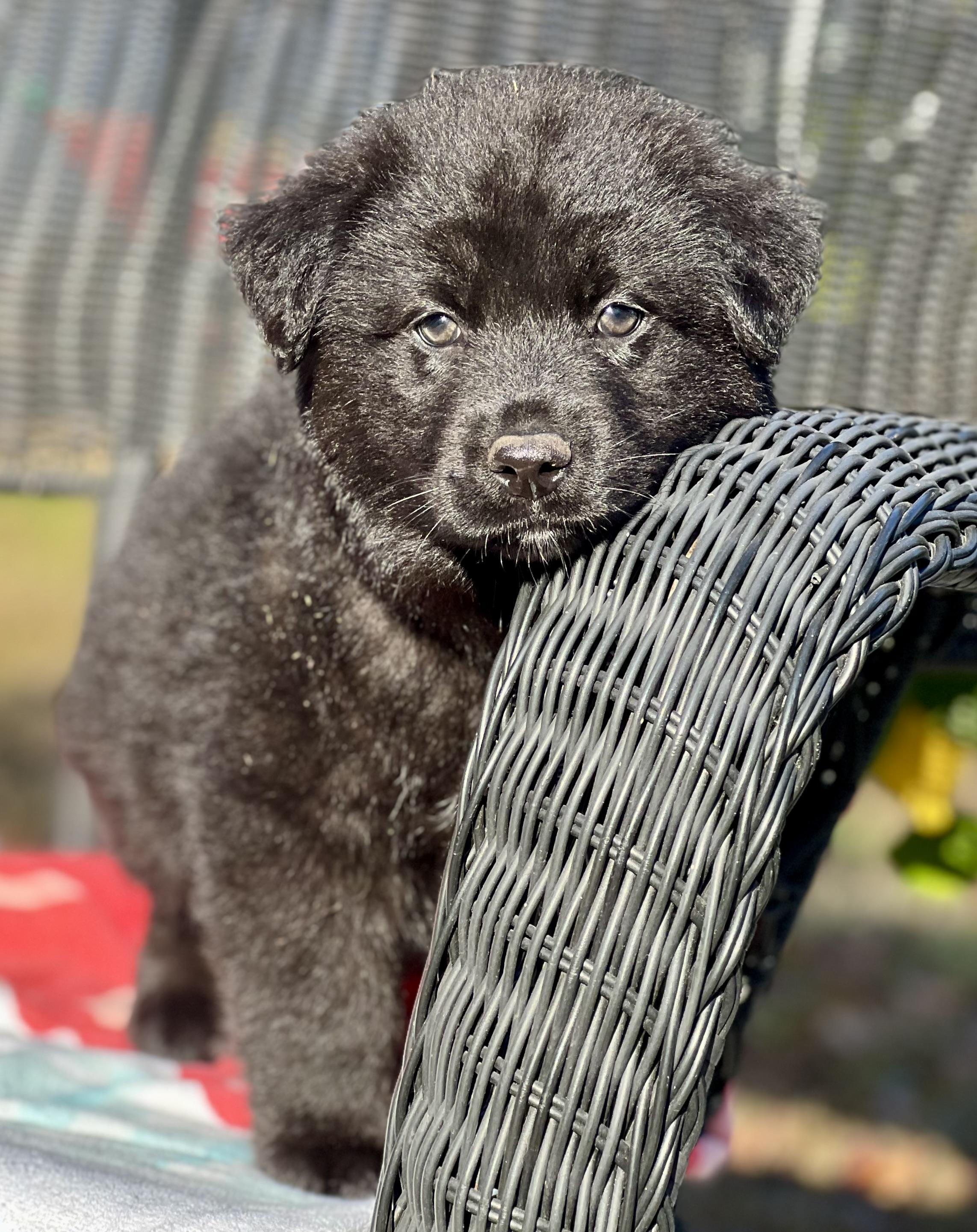 Enlarge Johnny, a ADOPTABLE mixed breed in Mt Pleasant, SC image 3/6
