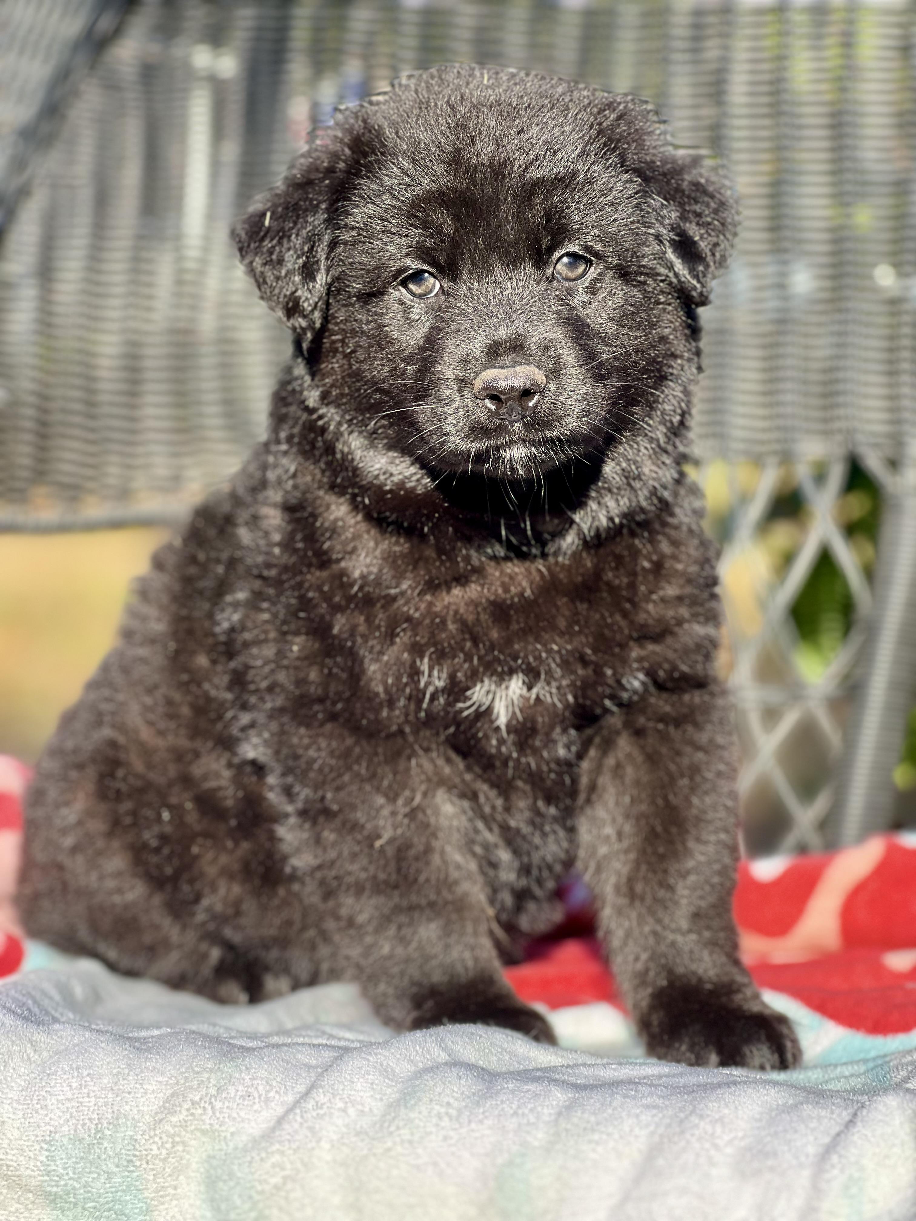 Johnny, ADOPTABLE, Puppy Male Mixed Breed.