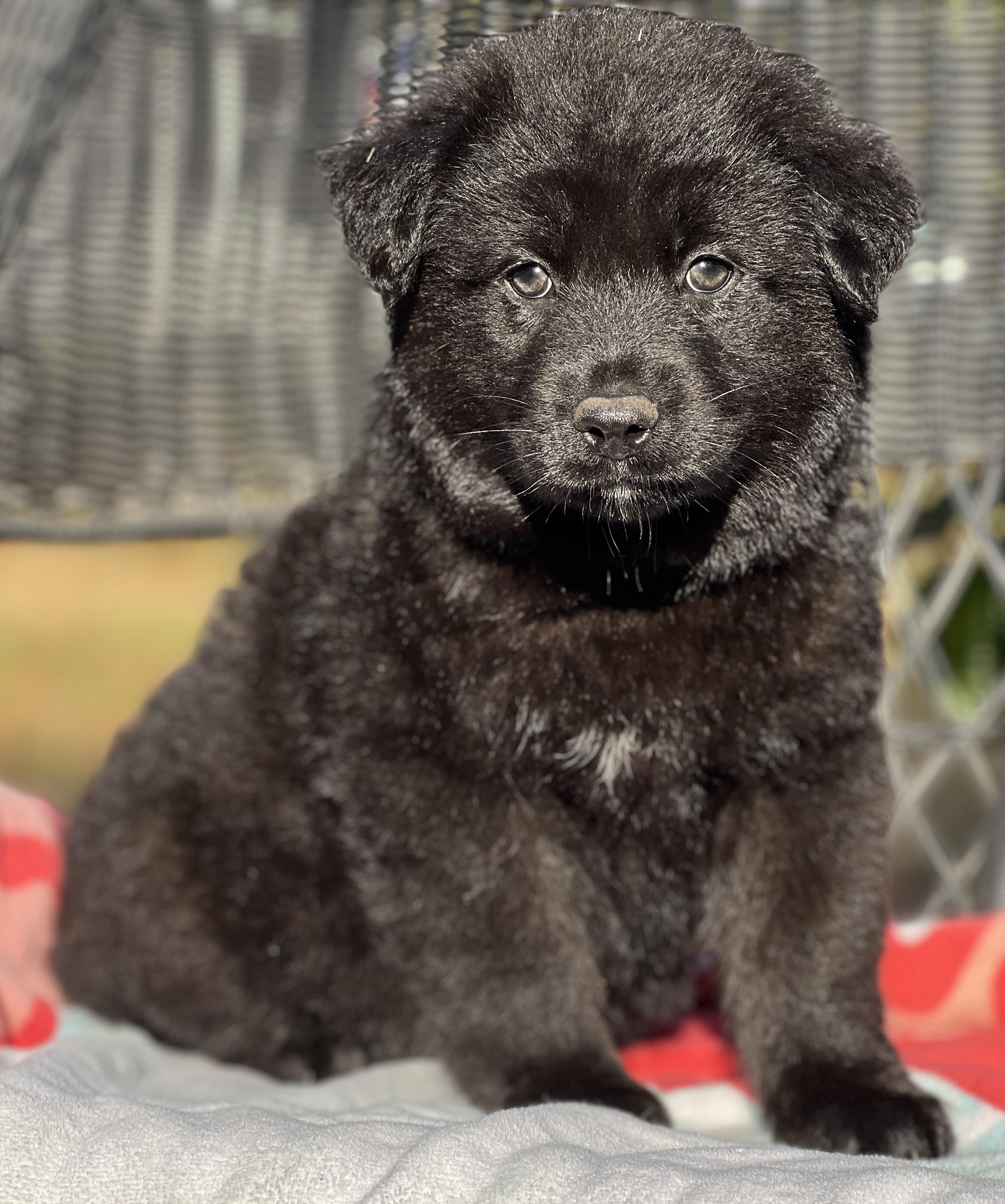 Enlarge Johnny, a ADOPTABLE mixed breed in Mt Pleasant, SC image 2/6