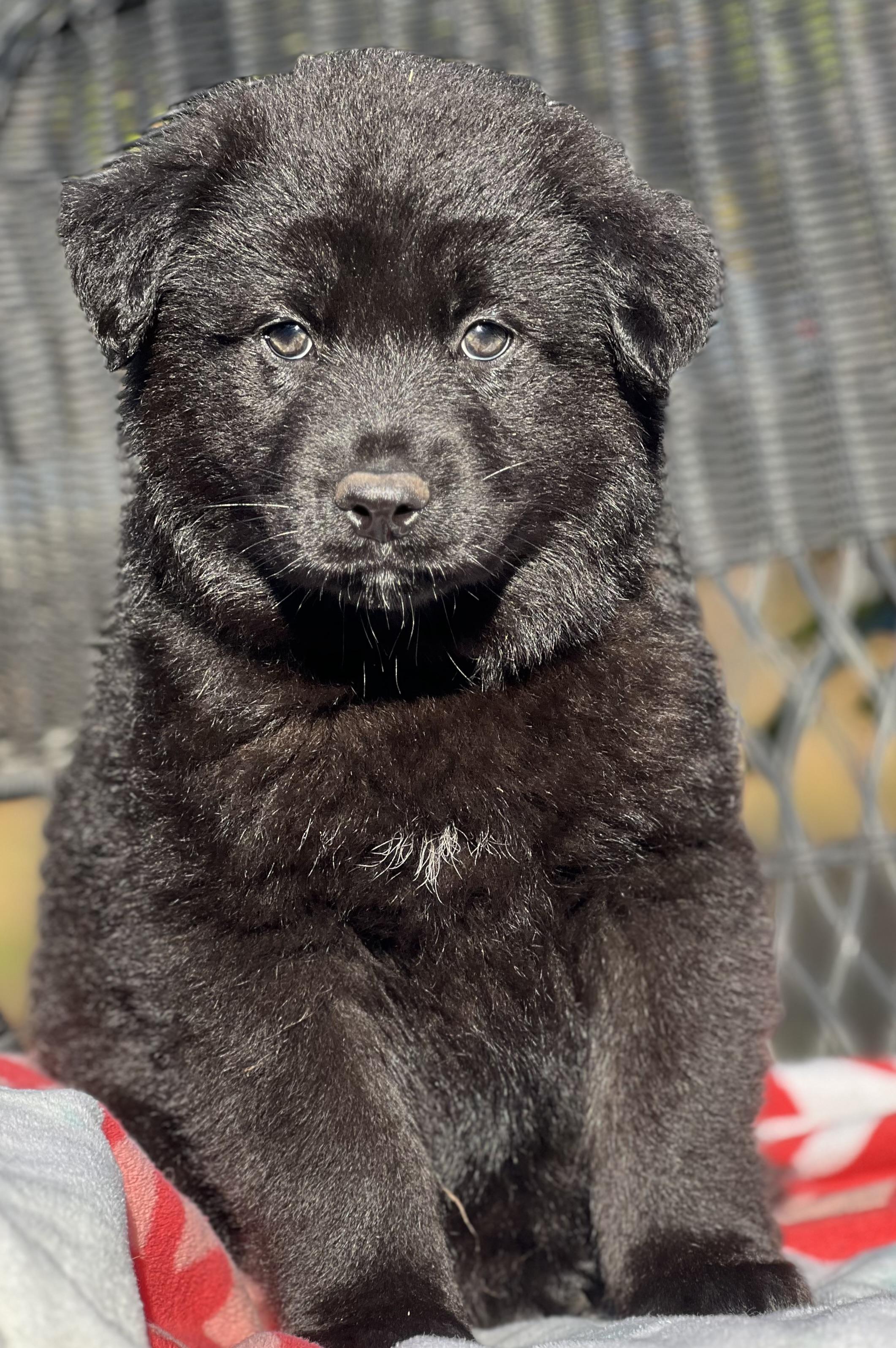 Enlarge Johnny, a ADOPTABLE mixed breed in Mt Pleasant, SC image 6/6
