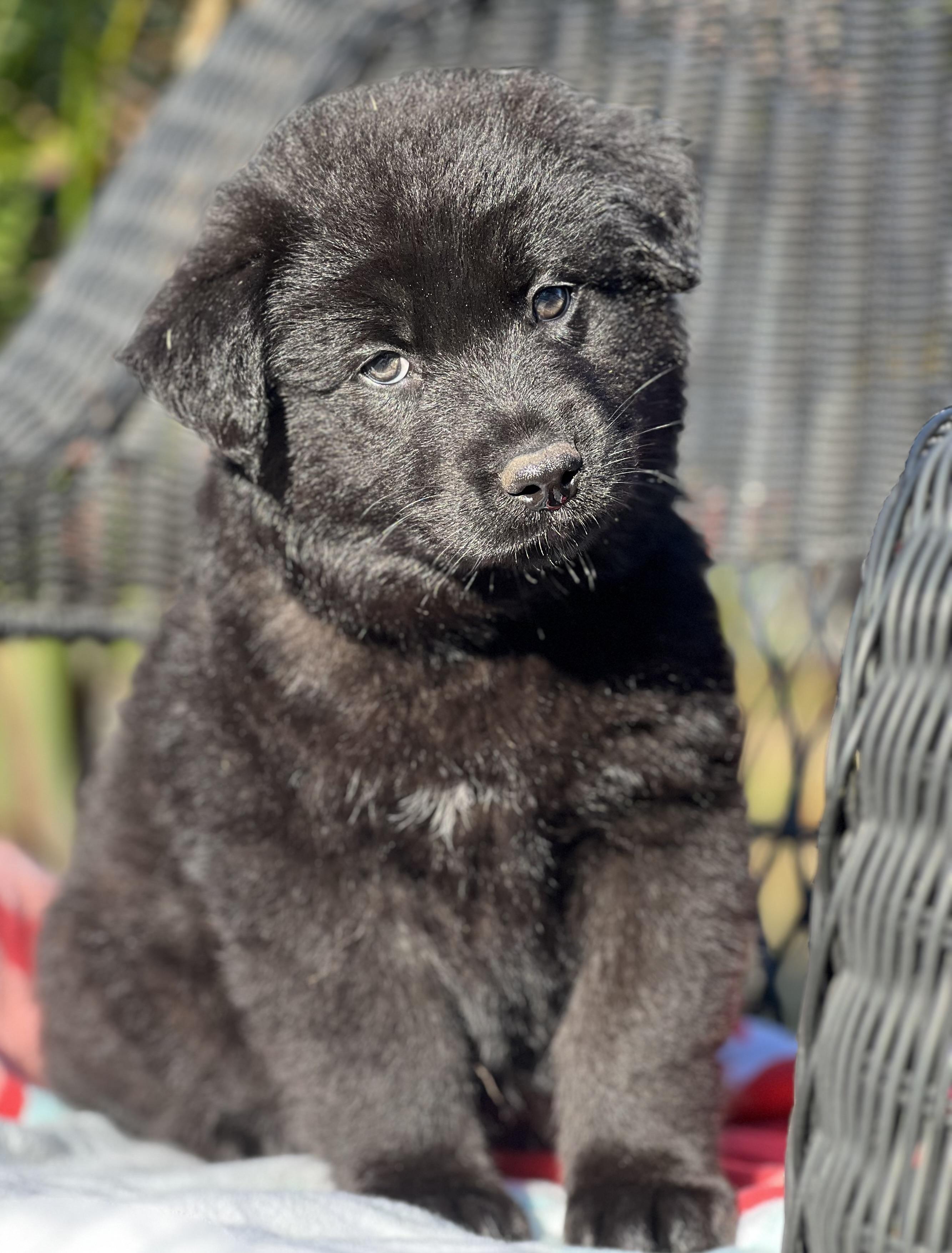 Enlarge Johnny, a ADOPTABLE mixed breed in Mt Pleasant, SC image 5/6