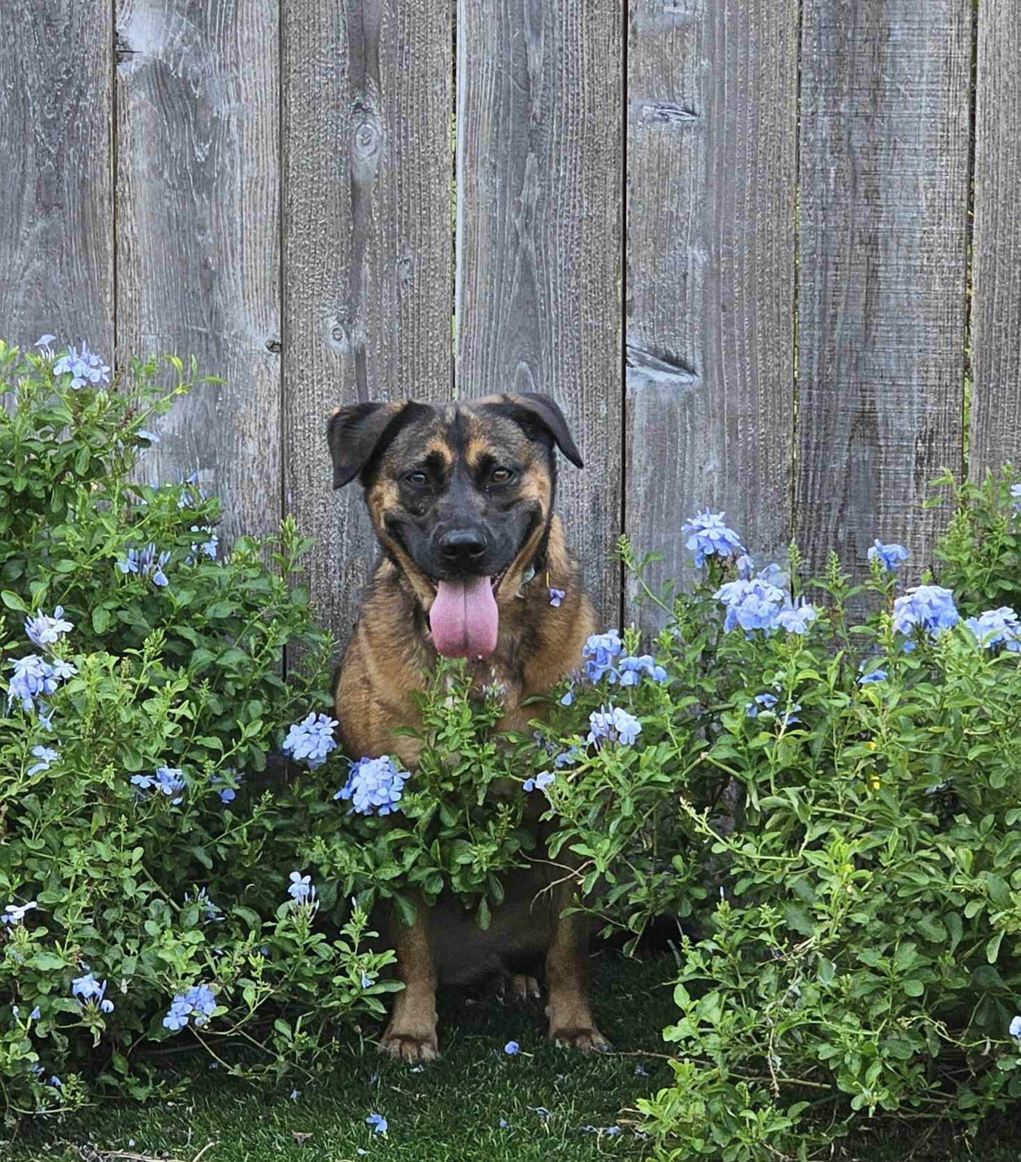 Honey ( adoption fee is sponsored your dogs new best friend )