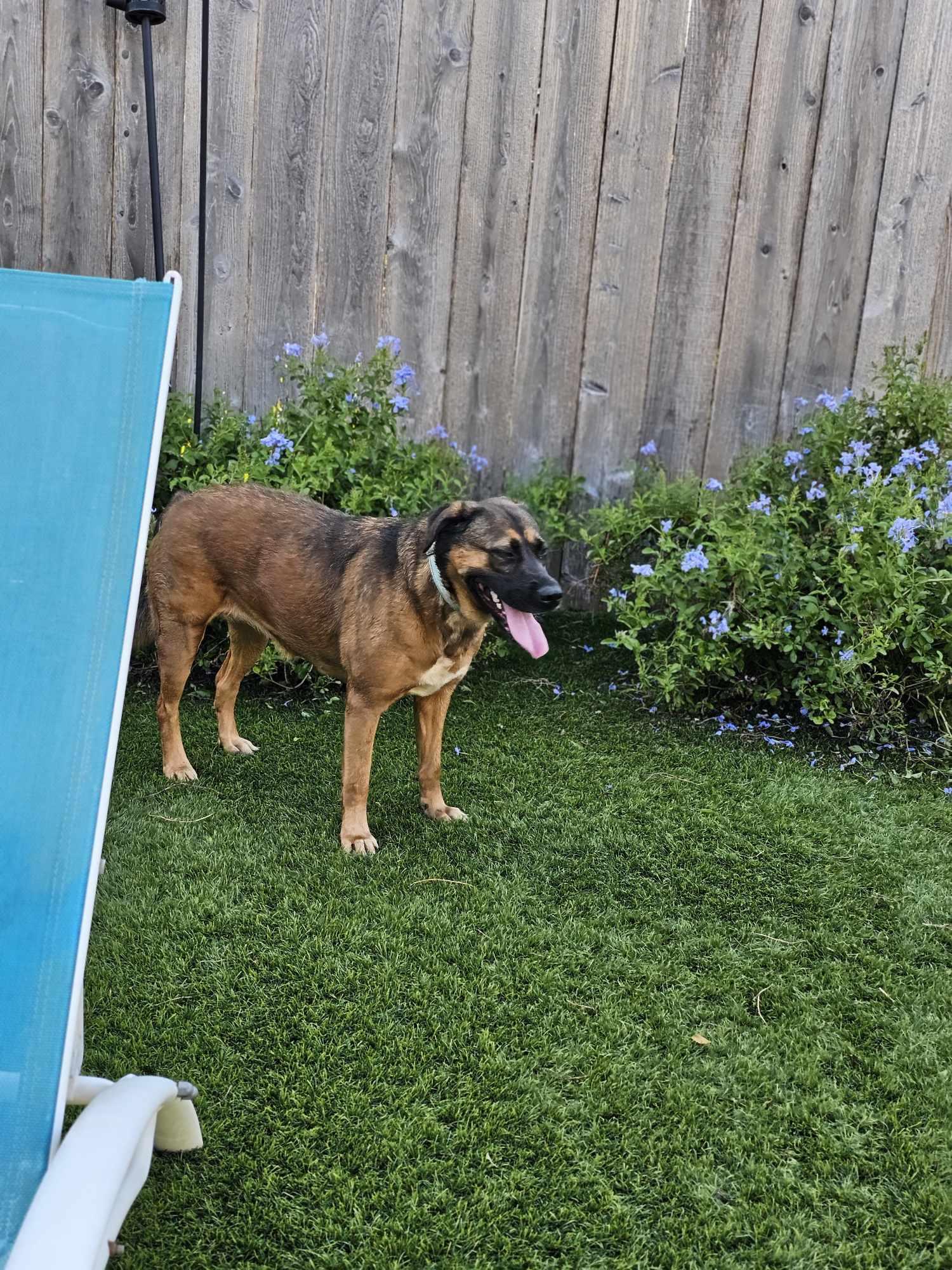 Honey ( adoption fee is sponsored your dogs new best friend ) photo 5