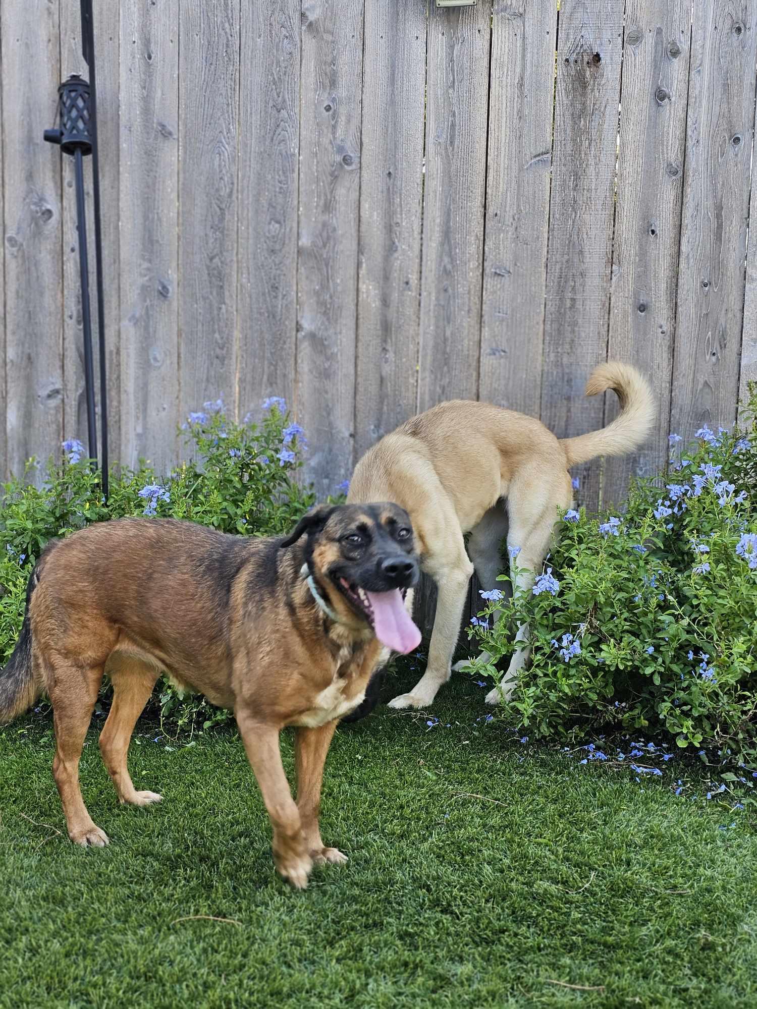 Honey ( adoption fee is sponsored your dogs new best friend ) photo 4