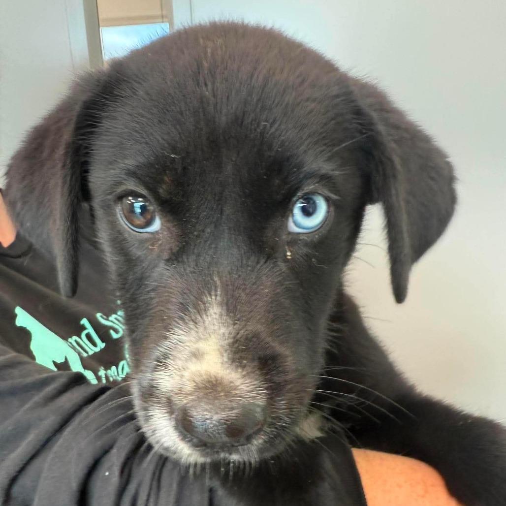 Enlarge Burnt Ends, a Adoptable Mixed Breed in Sand Springs, OK image 1/2