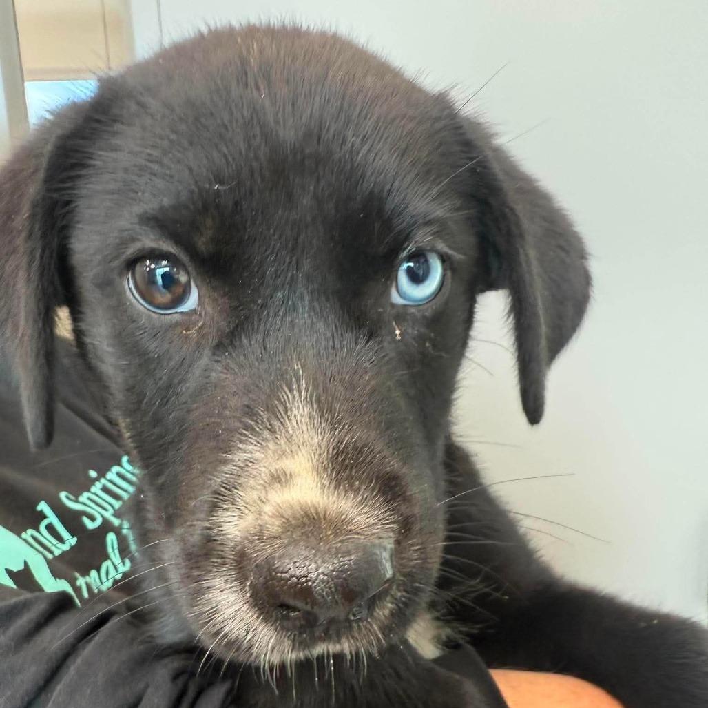 Enlarge Burnt Ends, a Adoptable Mixed Breed in Sand Springs, OK image 2/2