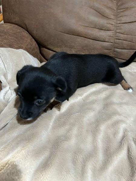 Mia pup: Una - adoption pending, Adoptable, Puppy Female Chihuahua & Rat Terrier.