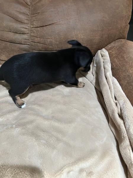 Enlarge Mia pup: Una - adoption pending, a Adoptable mixed breed in Bryan, TX image 4/4