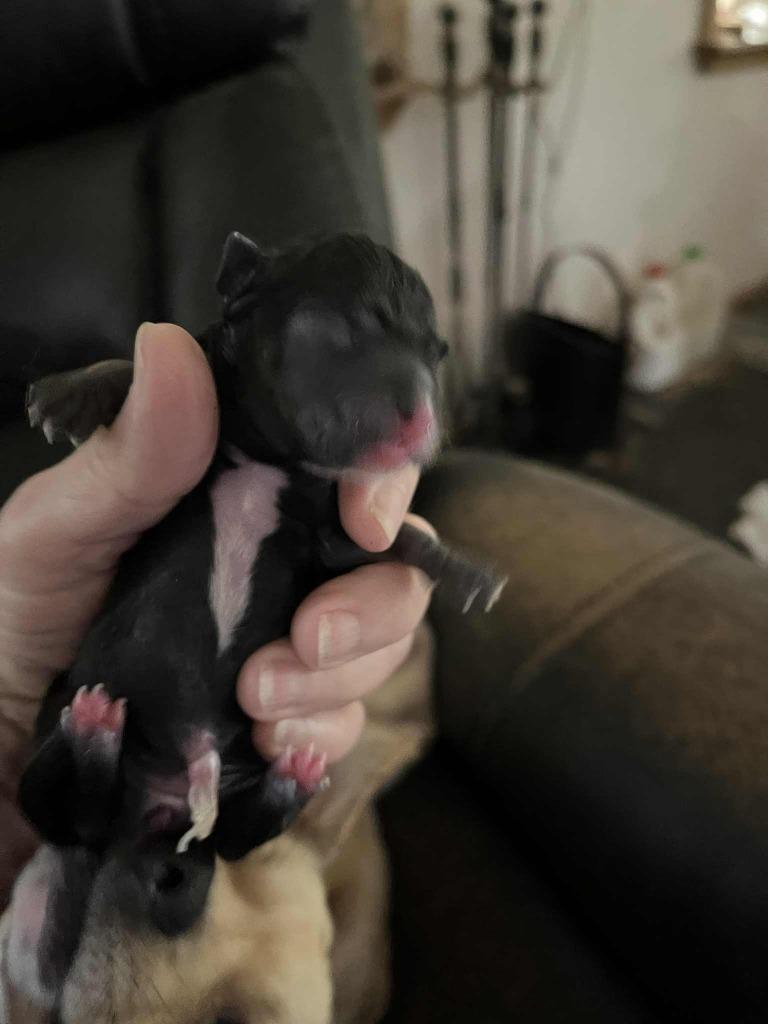 Mia pup 2, Adoptable, Puppy Female Chihuahua & Rat Terrier.