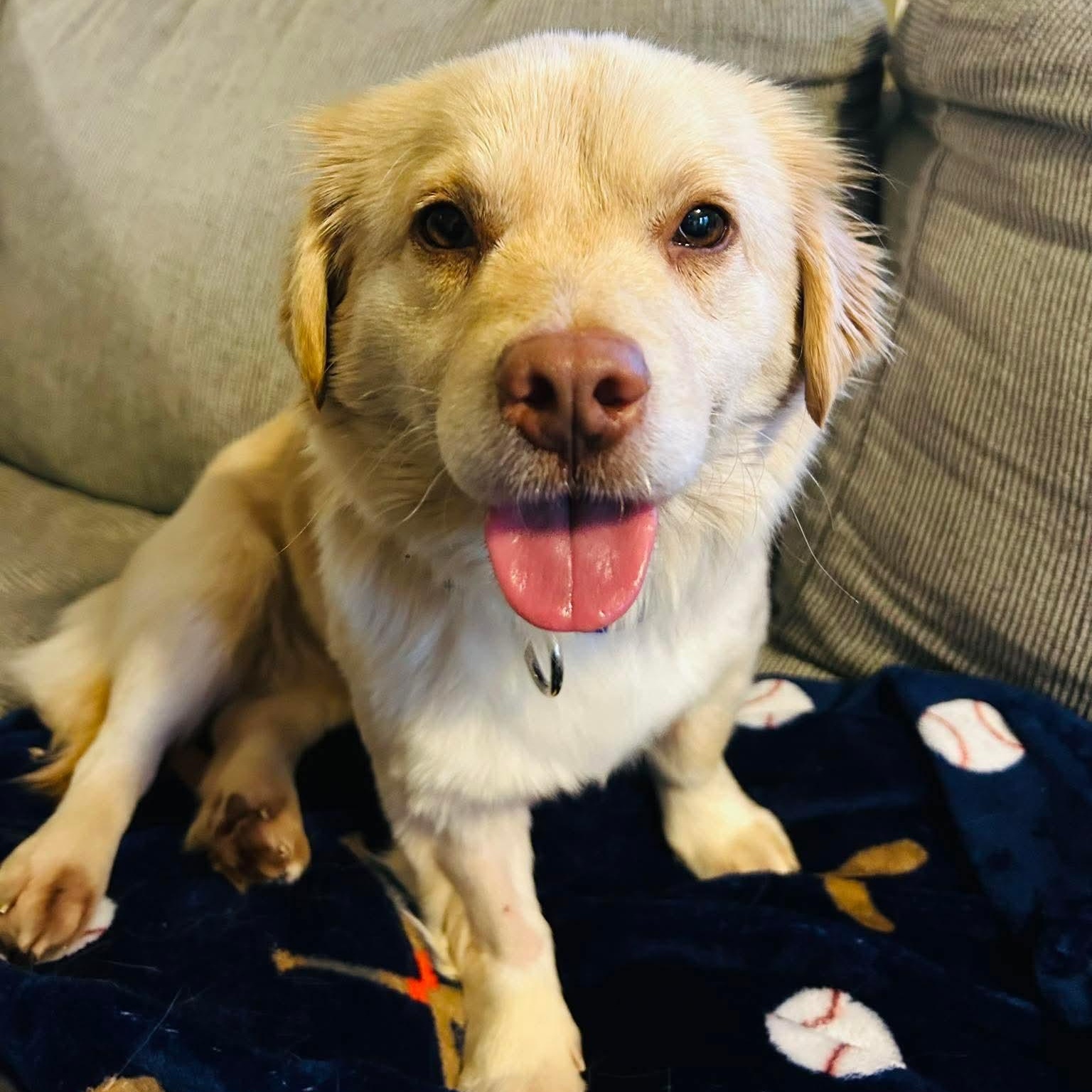 Dawn, ADOPTABLE, Adult Female Pekingese.