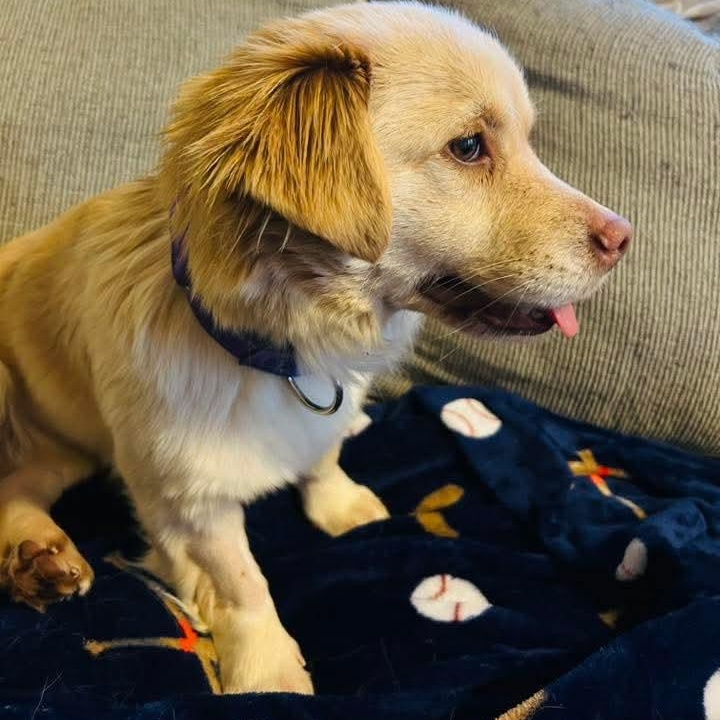 Enlarge Dawn, a ADOPTABLE mixed breed in Lexington, KY image 4/4