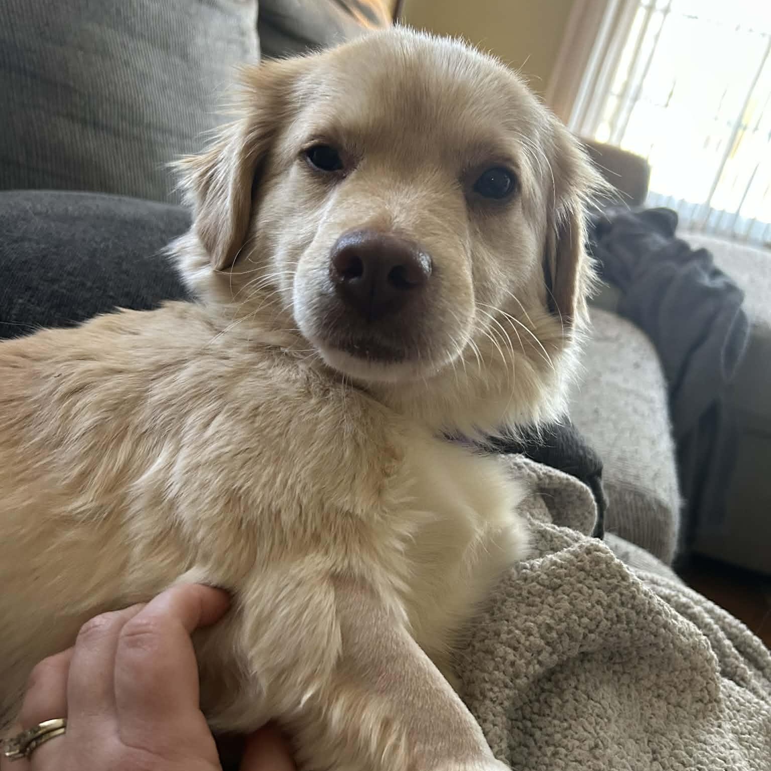 Enlarge Dawn, a ADOPTABLE mixed breed in Lexington, KY image 2/4