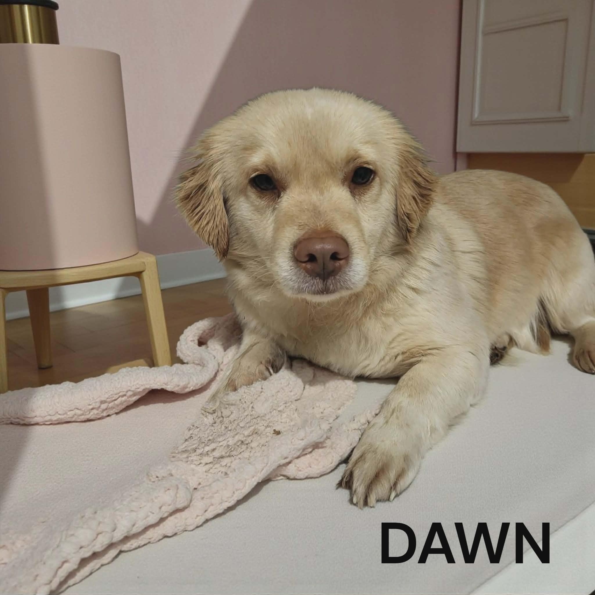 Enlarge Dawn, a ADOPTABLE mixed breed in Lexington, KY image 3/4