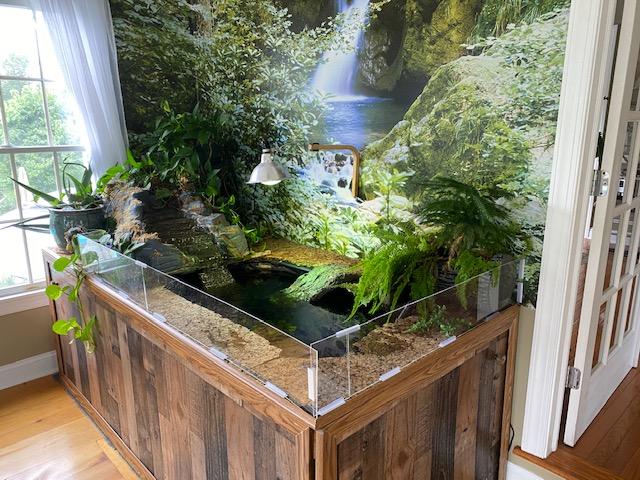 Michigan Map (water turtle), a Adoptable Mississippi Map Turtle in Canton, MI image 3/4