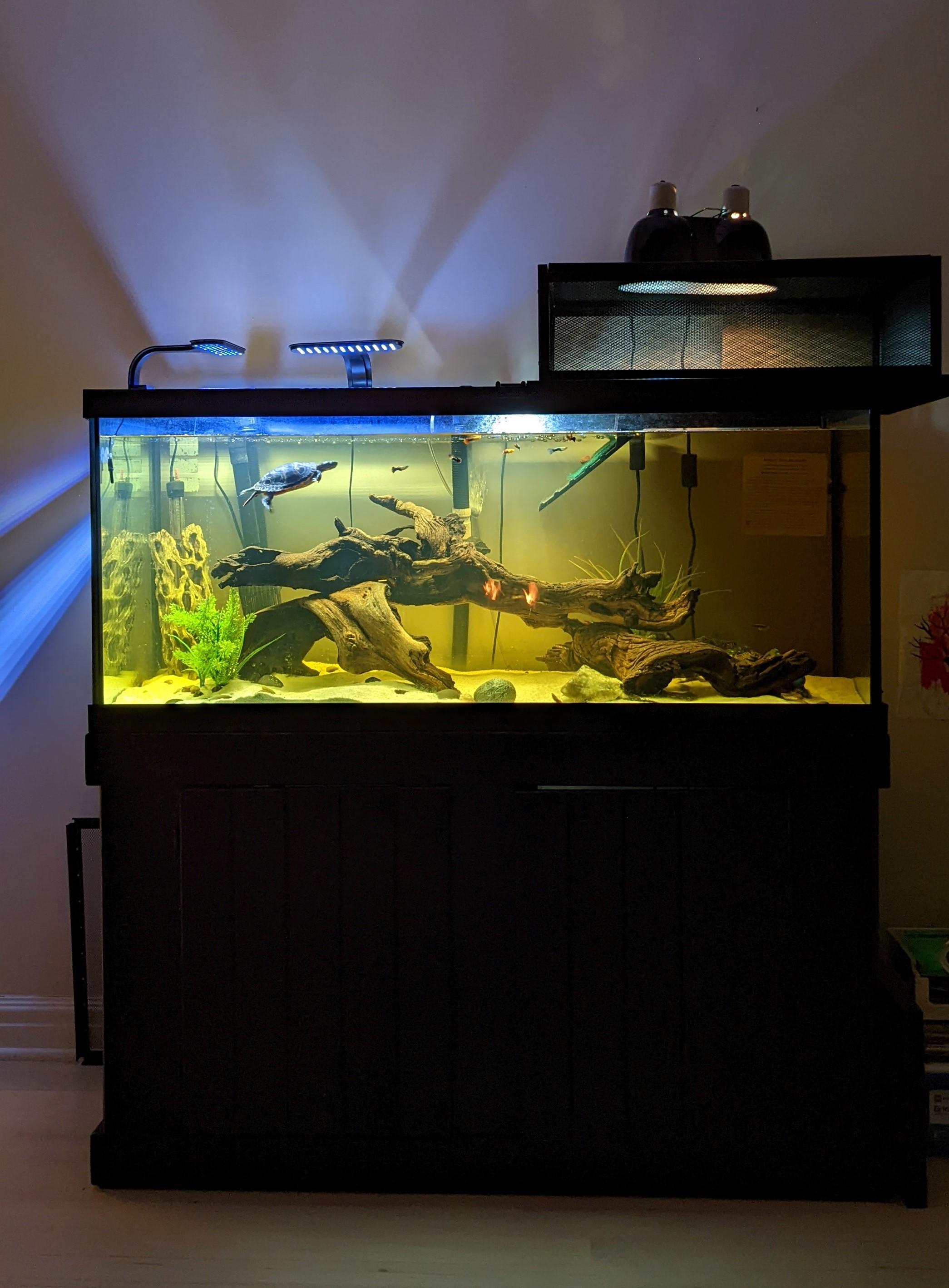 Michigan Map (water turtle), a Adoptable Mississippi Map Turtle in Canton, MI image 4/4