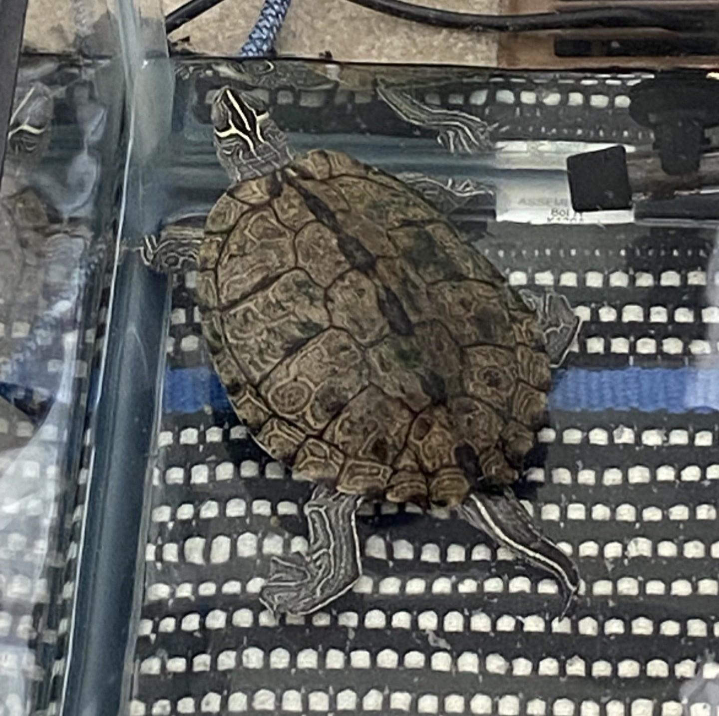 Michigan Map (water turtle), a Adoptable Mississippi Map Turtle in Canton, MI image 1/4