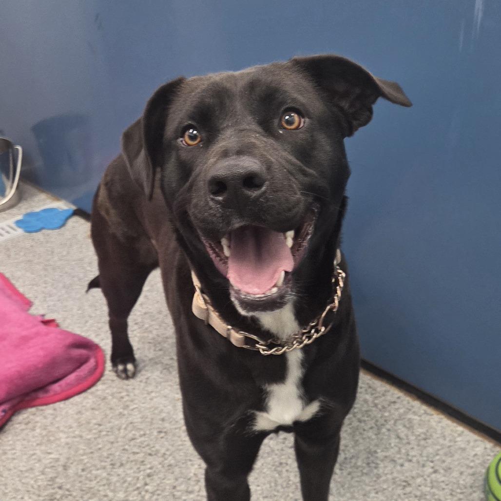 Raven, Adoptable, Adult Female Pit Bull Terrier & Black Labrador Retriever.