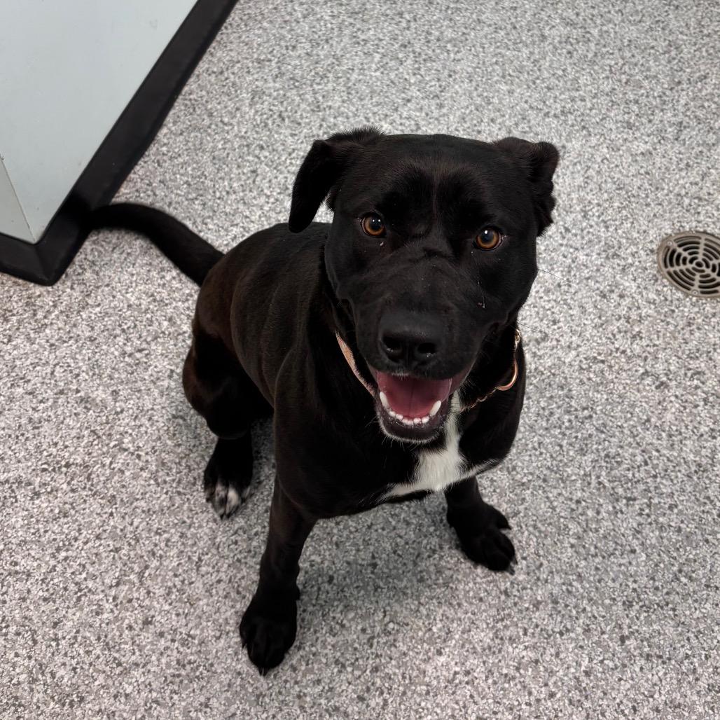 Raven, Adoptable, Adult Female Pit Bull Terrier & Black Labrador Retriever.