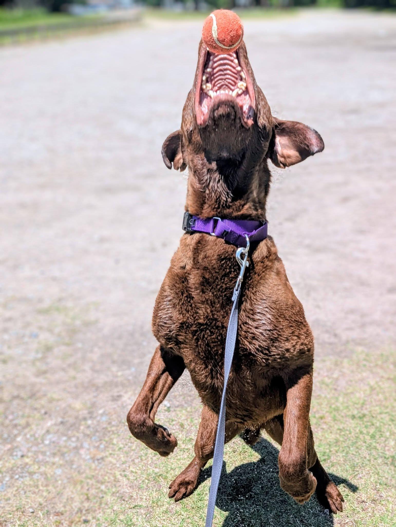 Zeus, a ADOPTABLE mixed breed in Colonial Heights, VA image 2/6