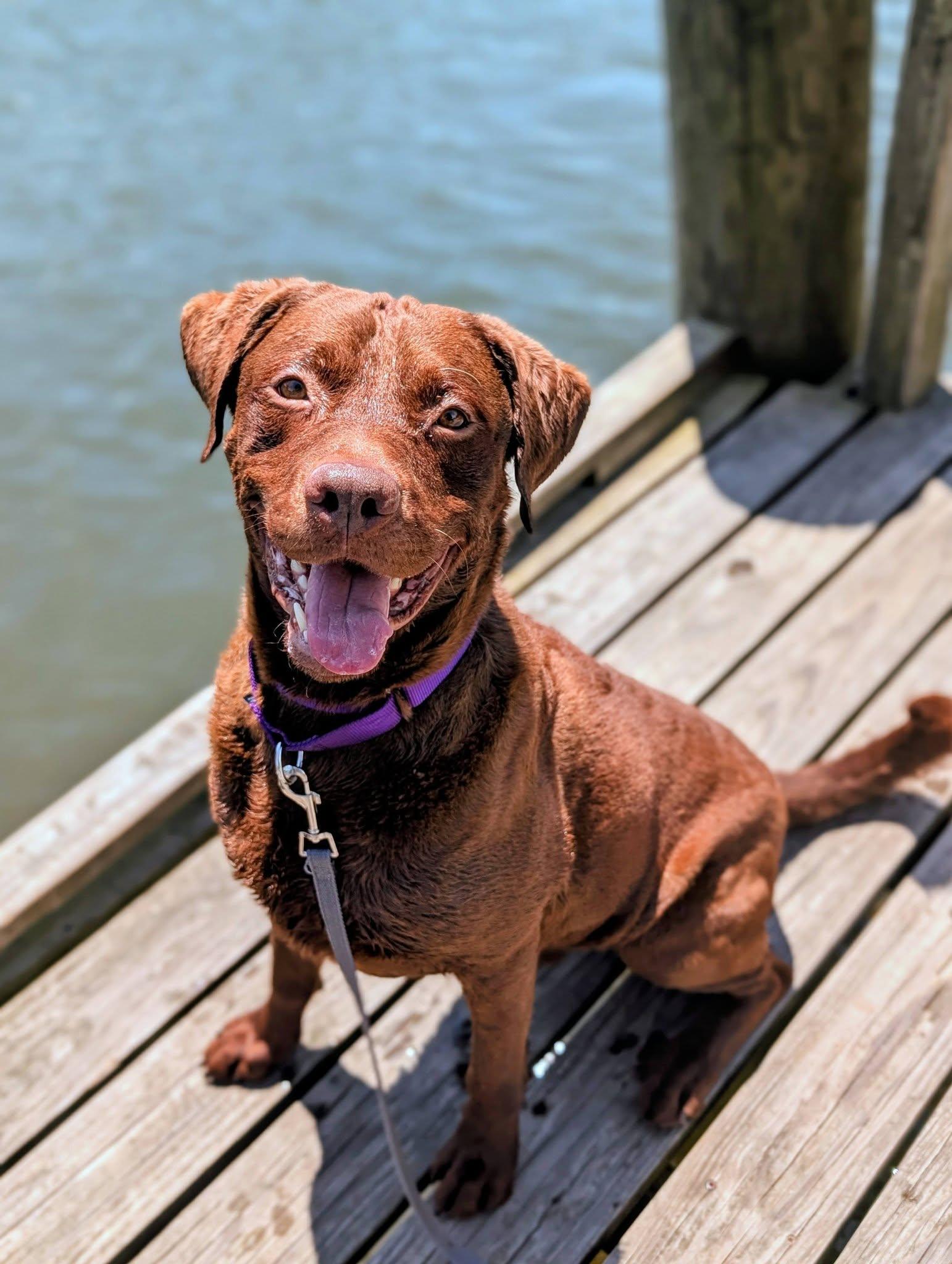 Zeus, ADOPTABLE, Adult Male Chesapeake Bay Retriever.