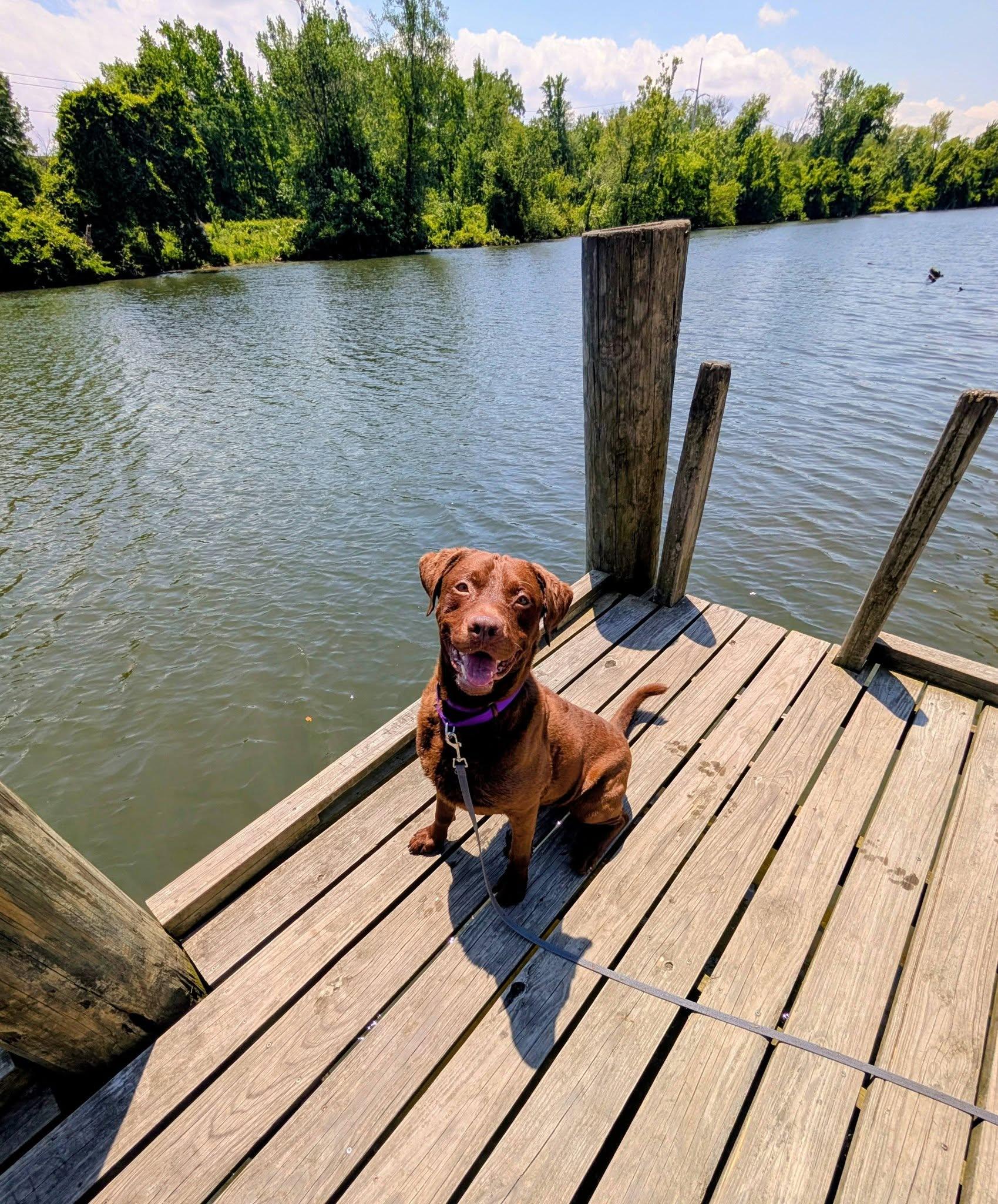 Zeus, a ADOPTABLE mixed breed in Colonial Heights, VA image 5/6
