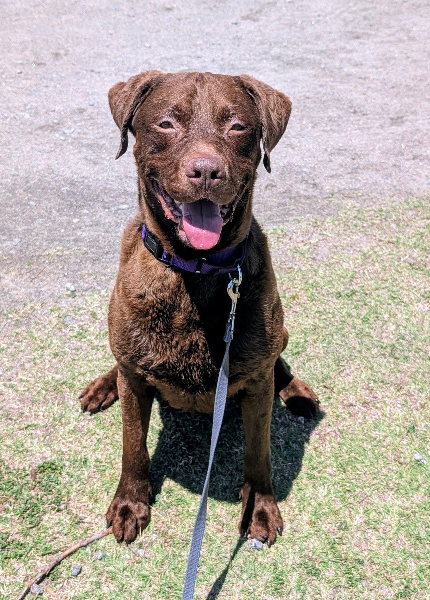 Zeus, a ADOPTABLE mixed breed in Colonial Heights, VA image 6/6
