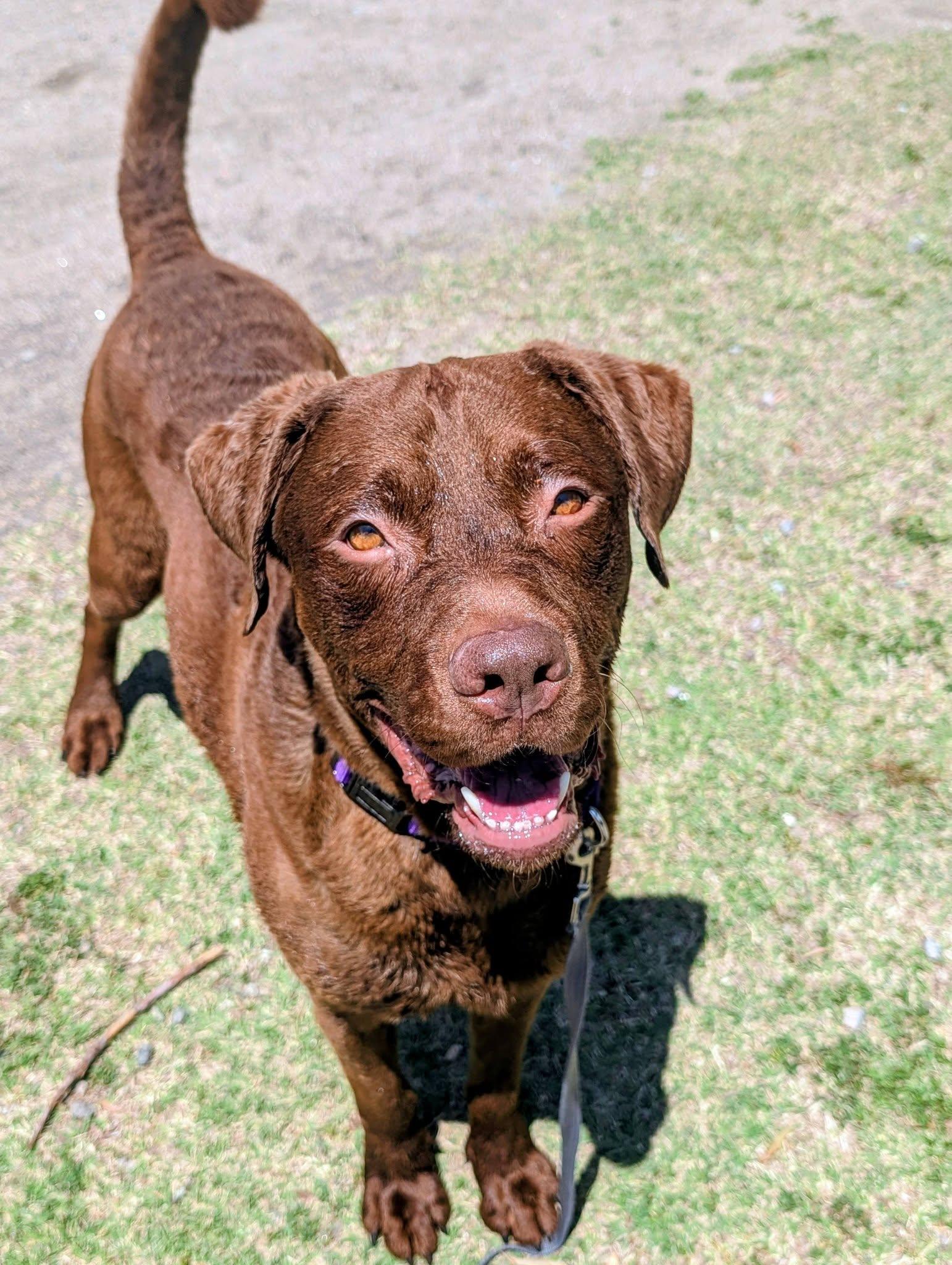 Zeus, a ADOPTABLE mixed breed in Colonial Heights, VA image 4/6