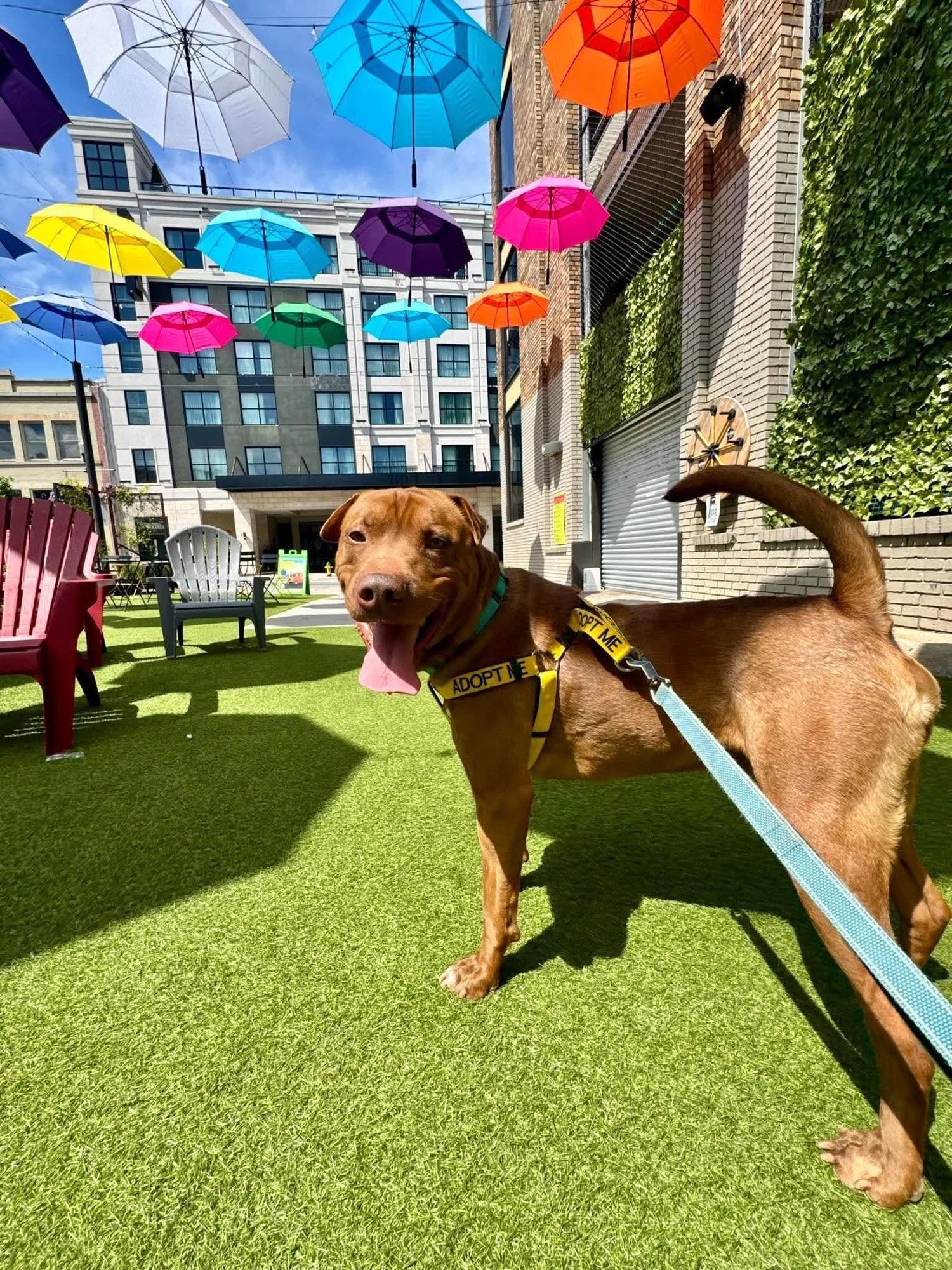 Ham, a Adoptable mixed breed in Huntsville, AL image 3/6