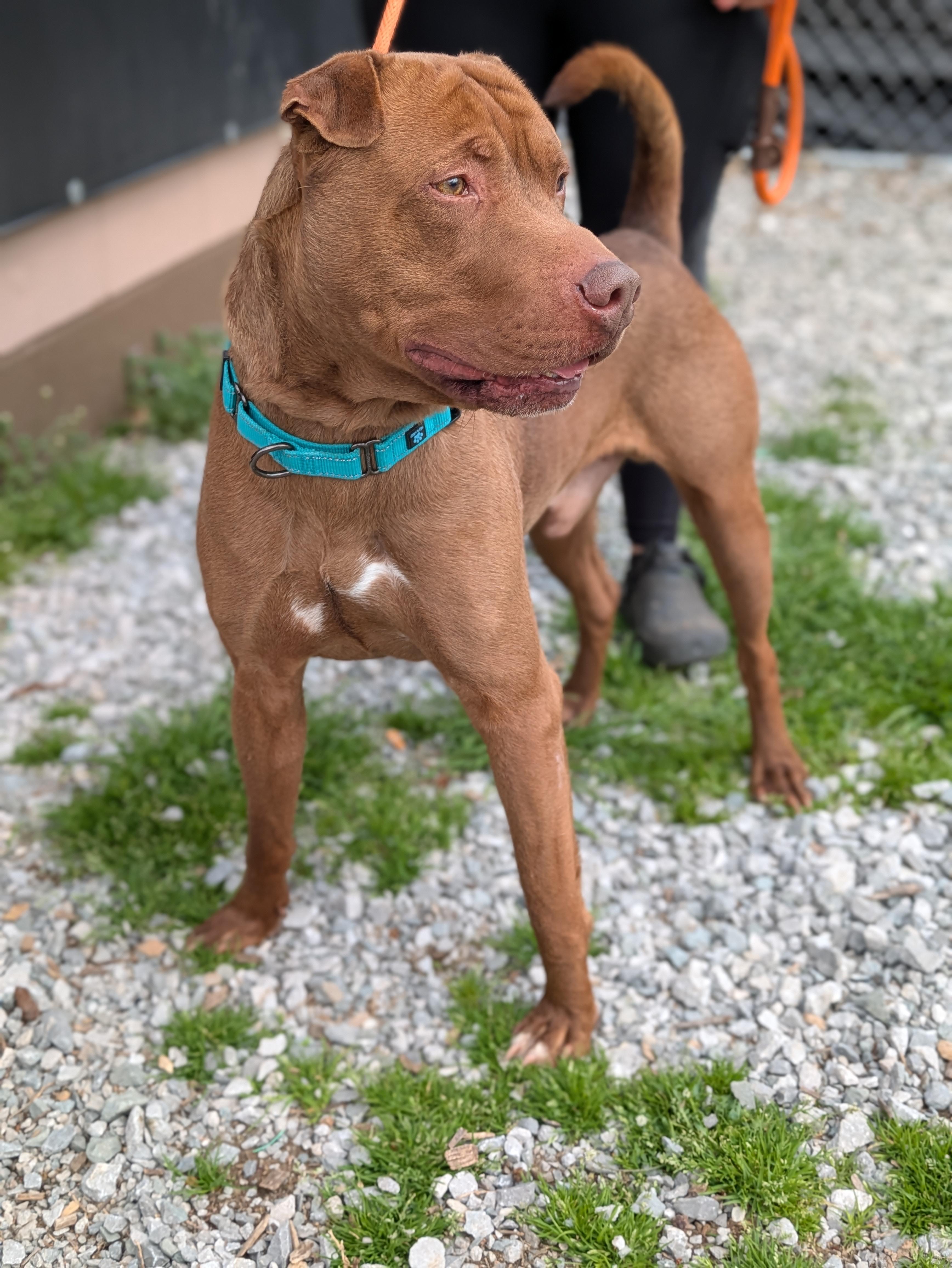 Enlarge Ham, a ADOPTABLE Mixed Breed in Huntsville, AL image 2/3